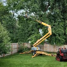 Tree and Shrub Care in South Barre, VT