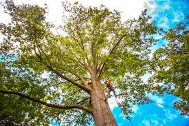 Why Choose Our Tree Removal Services in South Barre, VT?